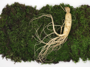 amazing-benefits-of-korean-ginseng-root